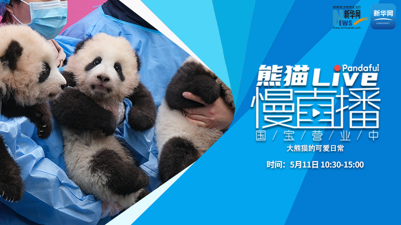 熊猫慢直播（315）：大熊猫的可爱日常